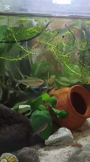 Tetra tank feeding #fish #tetras #lemontetras