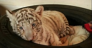 WATCH: Rare white tiger born in Peru