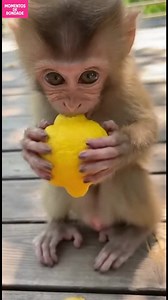 Surpresa azeda do macaco! Veja a reação engraçada de um macaco ao provar um limão! #fblifestyle #AI Generated using Kling AI . . . (Apenas para fins de entretenimento. Consulte profissionais se forem apresentadas orientações sobre atividades. Nenhuma afiliação a marcas está implícita se alguma for mostrada. Se inspirado em fatos reais, podem ser incluídas adaptações criativas. O conteúdo pode incluir imagens públicas.) | Fabiosa Portugal