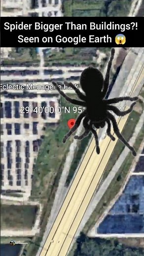 Spider Bigger Than Buildings?! Seen on Google Earth 😱