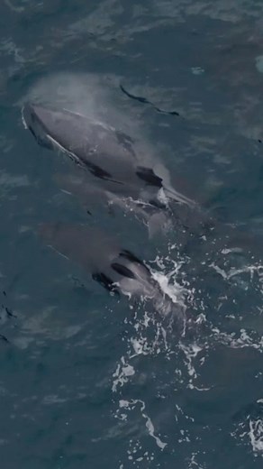 18K views · 596 reactions | Rare Orca Birth Filmed in Norway...