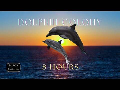 Dolphin Colony Sounds 8 Hours | Relaxing Ocean Ambience for Sleep, Study & Meditation | Black Screen