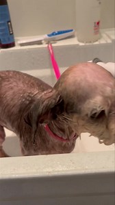 LUCKIE’s UPDATE: We went to the vet on Friday to recheck his thyroid, skin, heart and ears. He got another Convenia shot, Cytopoint, bloodwork, ear cytology, heart check. His heart is stable. The ear cytology shows a bacterial infection (pseudomonas). His bloodwork is now normal. | Sheree's Dog Rescue