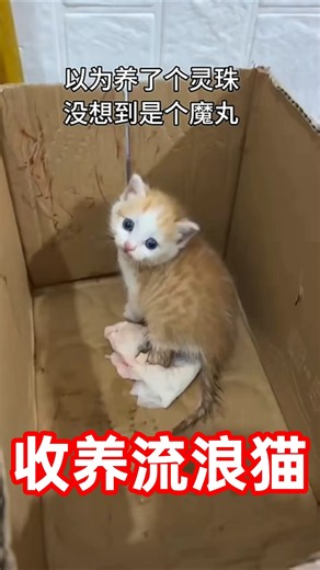 网友收养流浪猫🐱养成了小魔丸，这性格你顶得住吗？ #宠物科普 #cat #貓咪日常 #pets #貓咪 #萌寵 #cute #猫咪性格 #流浪猫 #寵物