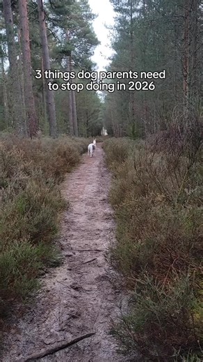 Understanding Your Dog's Needs for Better Training