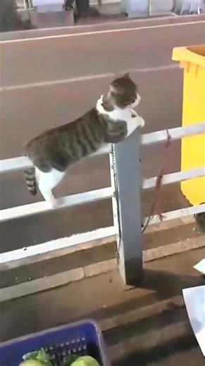 isms (@isms102)’s videos with original sound - isms