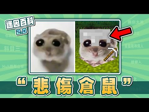 近期網路爆紅的悲傷倉鼠表情包！“悲傷倉鼠/Sad Hamster”是什麽迷因？【迷因百科】#悲傷倉鼠 #鼠鼠 #SadHamster #TikTok #memes #迷因