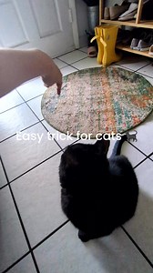 1.5K views · 54 reactions | How to teach your cat to spin in a circle  | Cats.com | Facebook