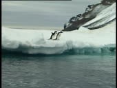 Two Adelie penguins diving into water, Paulet Island, Antarctic...