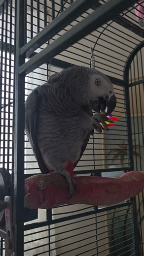 Ebony the African grey parrot enjoying her morning cashew