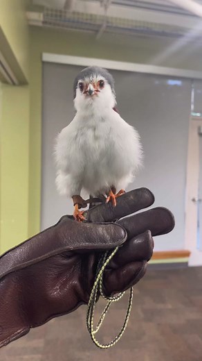 Adorable African Pygmy Falcon - The Tiny Falcon