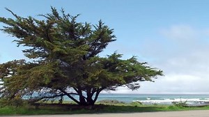 Lonely Tree Big Sur Pacific Coast Stock Footage Video (100% Royalty-free) 3952907 | Shutterstock