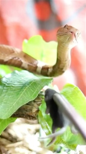 You Don’t Want To Be This Close To A Copperhead