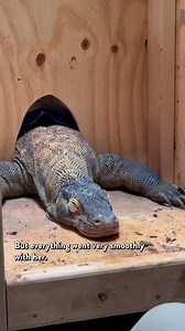 74K views · 1.6K reactions | Witness a Komodo dragon exam at the Toledo Zoo!  Veterinary Intern, Dr. Zach, works alongside his team and Herpetology zoo keepers to provide top-notch care to our dozing Komodo dragon. Talk about 'scale'ing up healthcare! The Promedica Museum of Natural History will be open for guests on weekends, beginning Feb. 9, during the Orchid Show. Plan your visit at https://www.toledozoo.org/ | The Toledo Zoo | Facebook