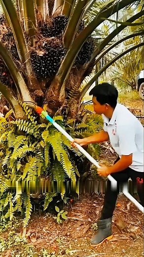 How Palm Oil Is Harvested! The Dangerous Process Behind Every Drop 🌴 | #shorts #shortsfeed #palmoil