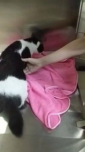 17 reactions · 3 comments | Update on Batman/Rabbit. Sterilized male,...