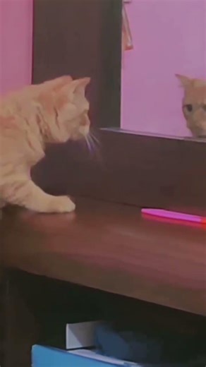 Simba's Funny moments🤣🤣