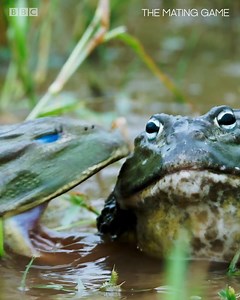 7.8M views · 32K reactions | Bullfrog Battle Royale ⚔️ The pond is their boxing ring, and the centre is where you want to be. Being at the centre proves you are the dominant male and therefore more likely to get a mate – you’ve just got to fight off the competition first… From the beautiful to the bizarre, don’t miss nature’s greatest displays with #TheMatingGame. Find out more  https://www.bbcearth.com/shows/the-mating-game | BBC Earth | Facebook