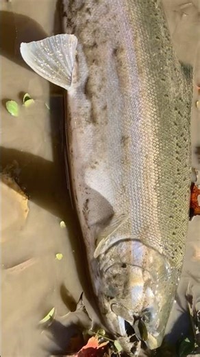 First coho salmon of the 2025 yr