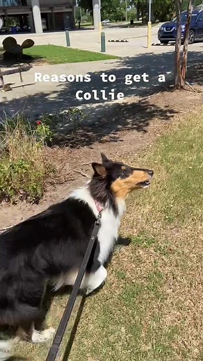 Rough Collie Barking Compilation | Funny Dog Videos