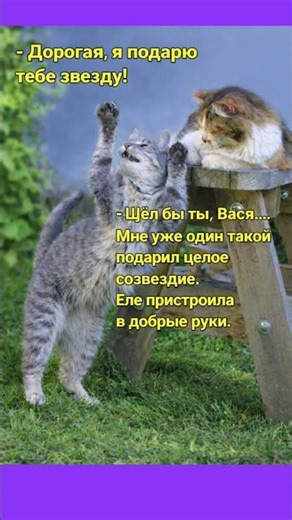 Подарок от Васи #юмор #мем #смех #приколы #shorts #funny