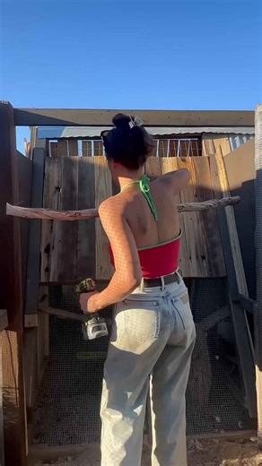 Time to upgrade our chicken coops