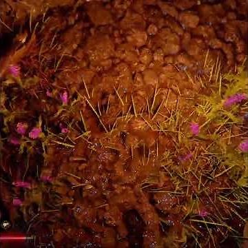 Sigrid Bounty Wolfs Molar Cave #crimsondesert #guide #tutorial #walkthrough