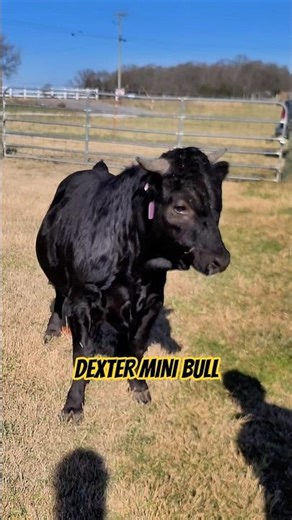 Mini Dexter Bull