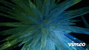 Winter Brilliance: An immersive light and music installation