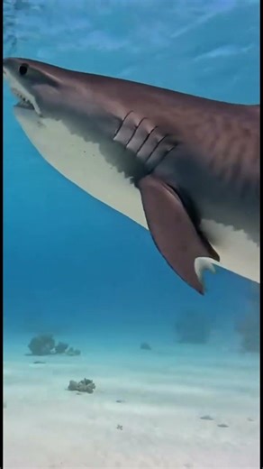 tiburón alimentándose.