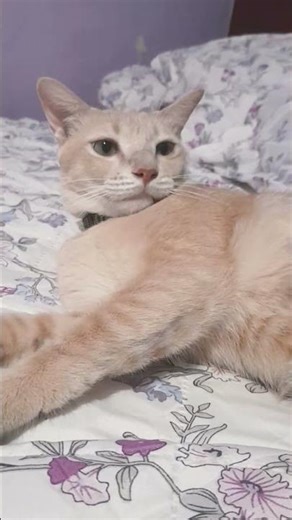 Si Milo Turu #cat #catvideos #cutecat #kucinglucu #kucing