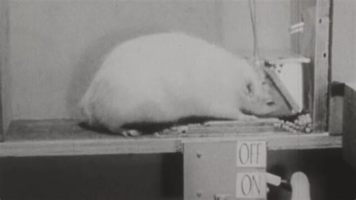 Reporter's Notebook: Are we subjects in a social media experiment?