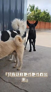 309K views · 6.6K reactions | Just when the king charles returned to suppress the big black bull, the playboy suddenly attacked! He snatched LaiFu's teething stick and ran away secretly! LaiFu: I'm stunned QAQ My stick is gone | King Charles dog | Facebook