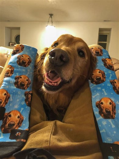 Custom Pet Photo Socks Personalized Pet Socks Custom Dog Socks Mothers Day Gift Fathers Day Gift Cat Dad Gift Dog Dad Gift Dog Face Socks - Etsy