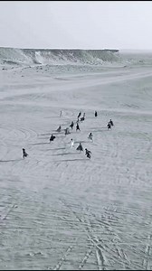 Richard Serra's monumental installation, "East-West / West-East," located in the vast desert landscape of Qatar, stands as a testament to the artist's mastery of scale and form. Erected in 2014, this striking piece consists of four towering steel plates, each measuring over 14 metres in height, that span across the arid desert landscape. Serra's deliberate positioning of these rust-coloured monoliths creates a profound sense of connection with the surrounding environment, emphasising the harmoni