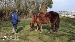 48 reactions | Take 30 seconds to have a #momentofcalm with Inula at our Upcott Park Sanctuary. She needs ongoing veterinary care for life - made possible thanks to your ongoing support. In this video you can see groom Robert providing Inula with the daily care she now needs. #PledgetoProtect | Mare and Foal Sanctuary | Facebook