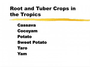 Root and Tuber Crops in the Tropics - SlideServe