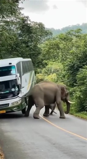 Elephant Hits Bus! 🐘🚌 Shocking Wild Attack Caught on Camera #ElephantAttack #Wildlife #Shorts