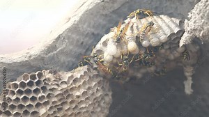 wasps under the roof of the house pests. lifestyle wasps nest. wild wasp slow motion video. allergy danger bite hazard
