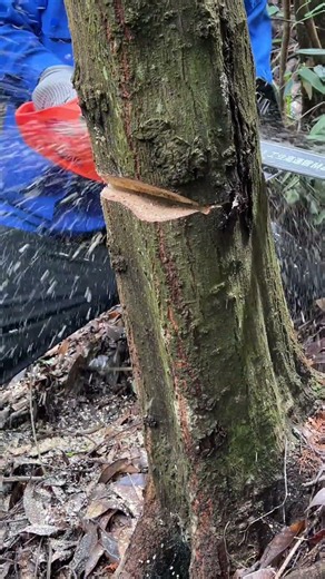 99% of people don't know the skills of directional tree cutting and inversion.