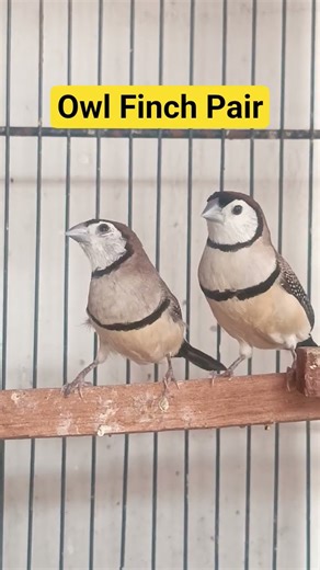 Owl Finch Bird | #owlfinches #owlfinch #finch #birdsempire