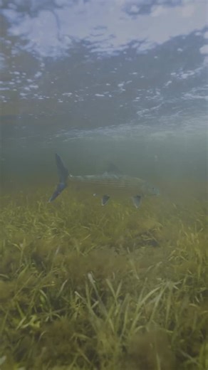 65 reactions | How do we restore Florida’s world-class bonefish...