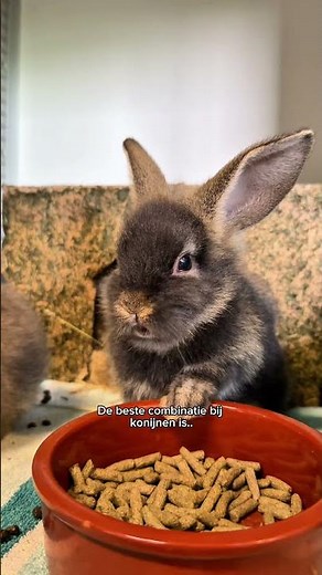 Babykonijnen of Lampreitjes?! 💚🐰