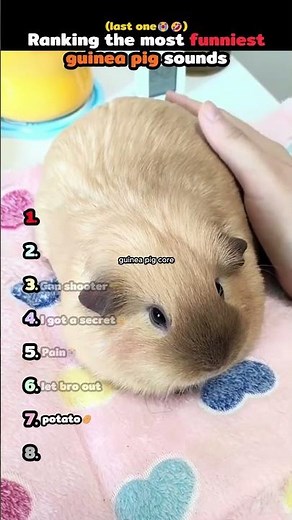 Ranking the most funniest guinea pig sounds 🐹 #viral #funny #memes #pets #fyp #trending #usa