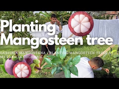 How To Plant Mangosteen Tree - Garcinia mangostana