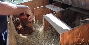 Chickens 101: What Is the Best Chicken Coop Design? | The Survival Gardener