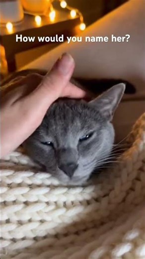 Petting This Cat Is Pure Relaxation 🐱✨ #cat #cute