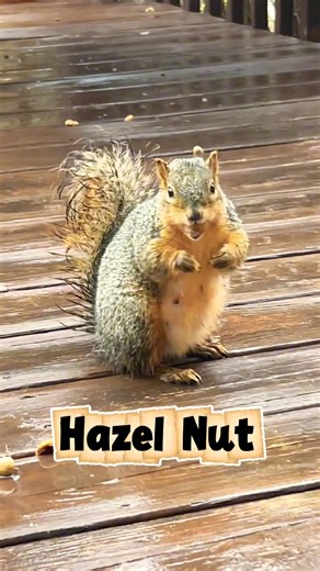 Nut Tapping Perfection! 🐿️✨#shorts #shortsfeed #wildlife #squirrel #squirrelfacts #animals