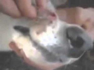 10 Botflies Removed From Dog's Snout Masters of Nastiness YouTube