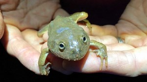 Desert frogs resurface after months — and sometimes years — underground waiting for rain
